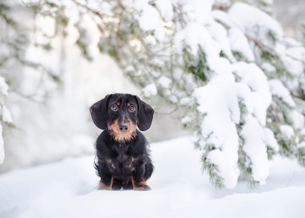 Eläinlääkäri-Helsinki-Avoin-työpaikka