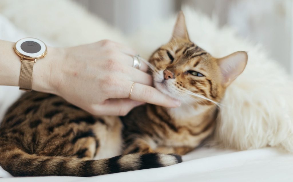 eläinlääkäri-etänä