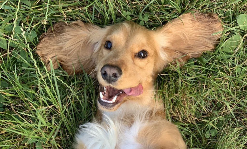 Ekinokokkimadotus koiralle