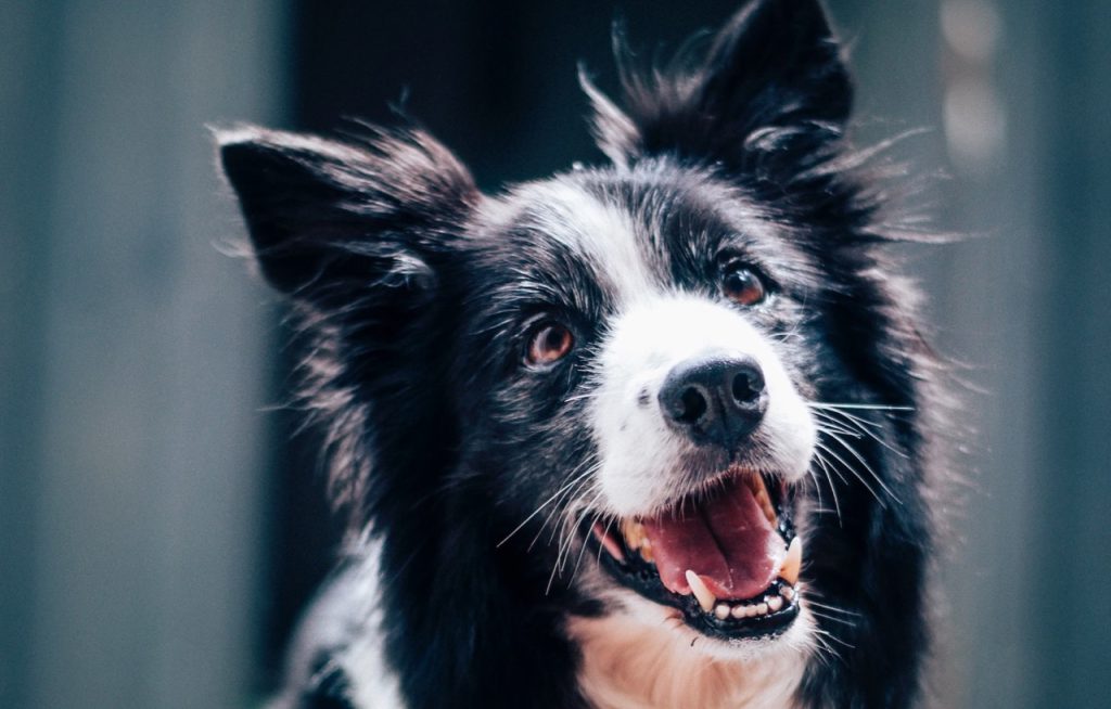 Koiran hammashoito Helsinki