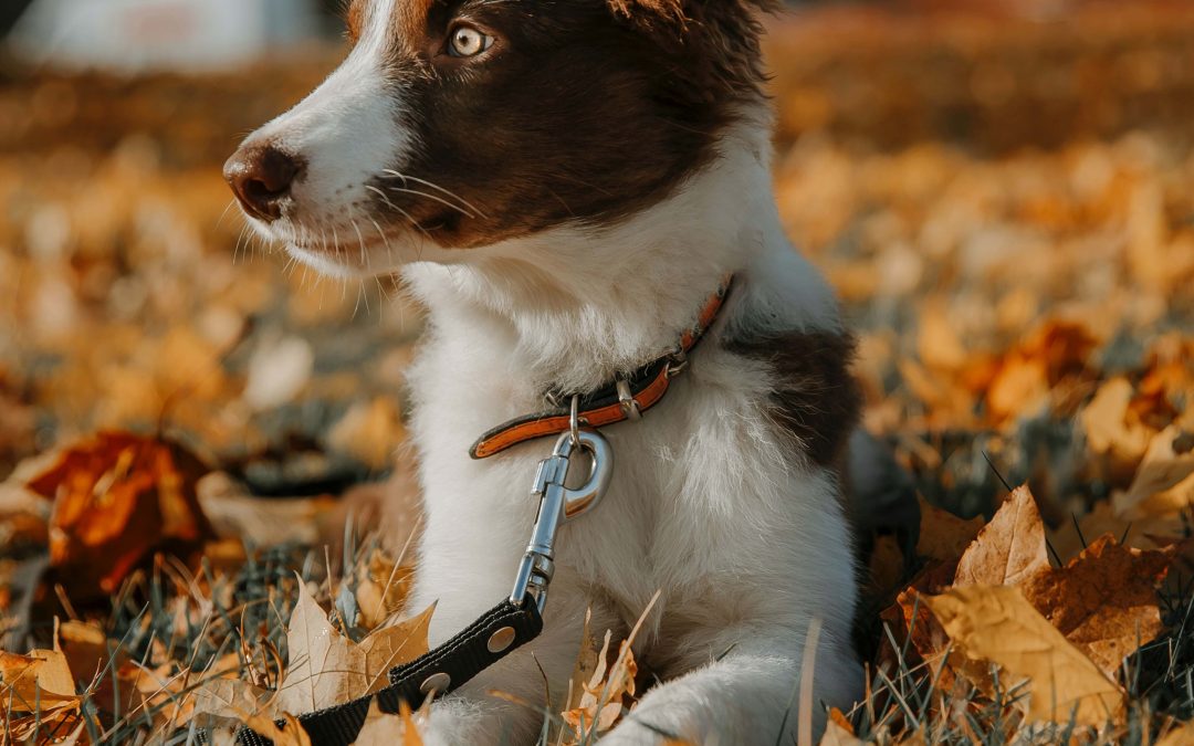 Rotanmyrkky ja koirat – Tietoa vaaroista ja ennaltaehkäisystä